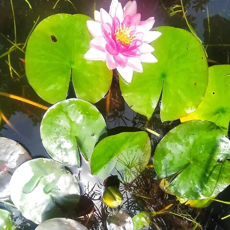 A De Bego בית אירוח Mougás